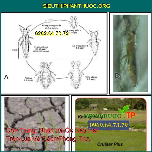 Côn Trùng, Nhện Và Ốc Gây Hại Trên Lúa Và Cách Phòng Trừ.