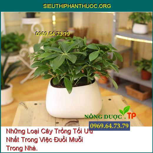 Những Loại Cây Trồng Tối Ưu Nhất Trong Việc Đuổi Muỗi Trong Nhà.