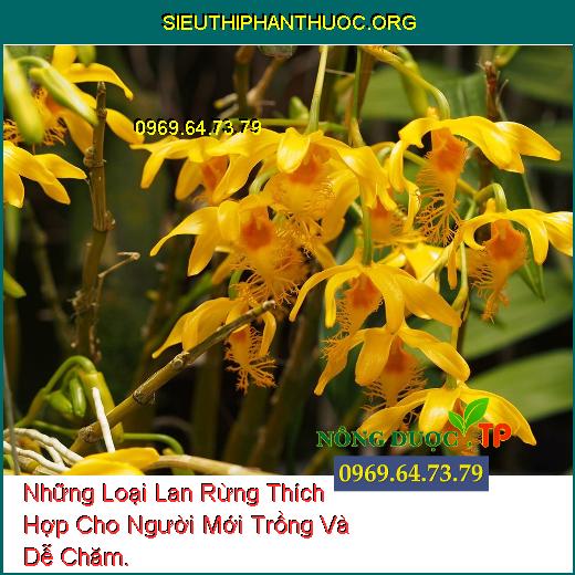 Những Loại Lan Rừng Thích Hợp Cho Người Mới Trồng Và Dễ Chăm.