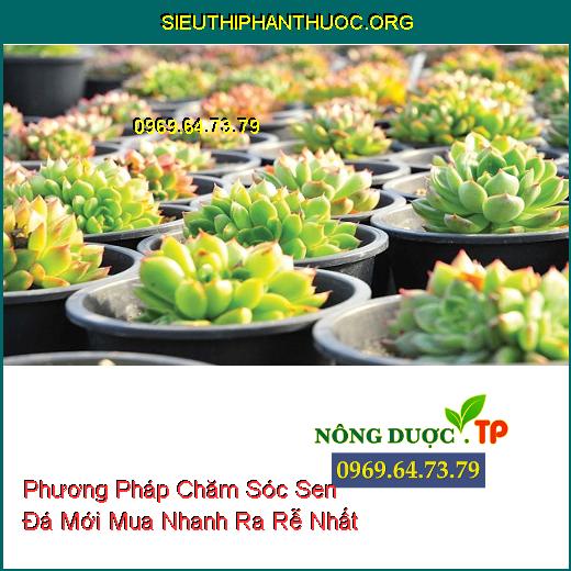 Phương Pháp Chăm Sóc Sen Đá Mới Mua Nhanh Ra Rễ Nhất