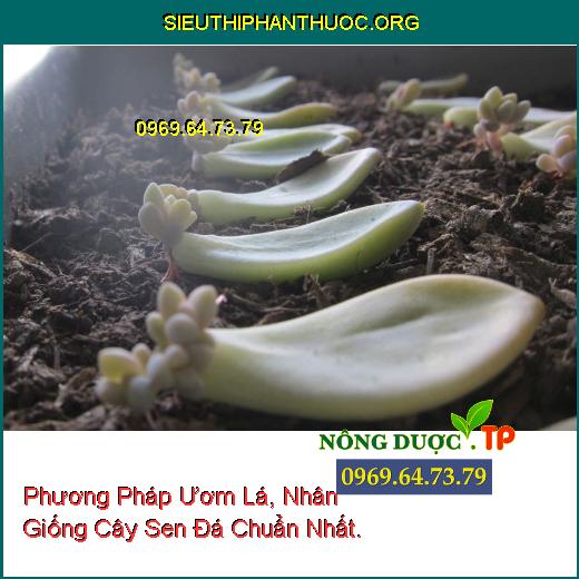 Phương Pháp Ươm Lá, Nhân Giống Cây Sen Đá Chuẩn Nhất.