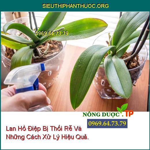 Lan Hồ Điệp Bị Thối Rễ Và Những Cách Xử Lý Hiệu Quả.