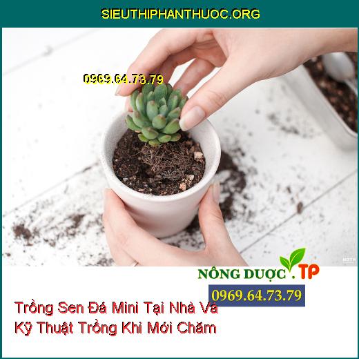 Trồng Sen Đá Mini Tại Nhà Và Kỹ Thuật Trồng Khi Mới Chăm