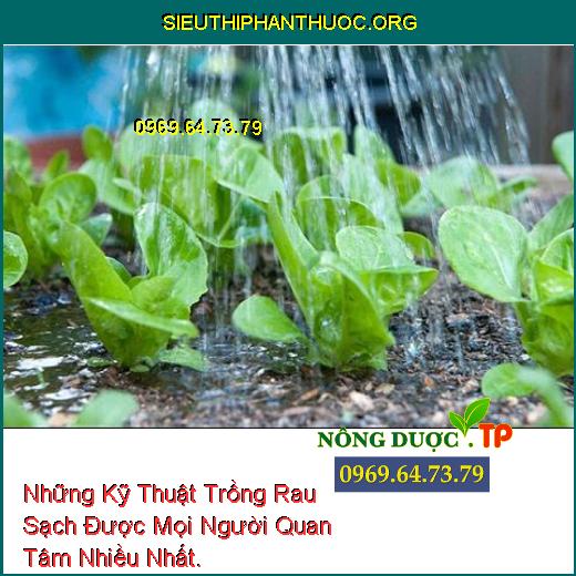 Những Kỹ Thuật Trồng Rau Sạch Được Mọi Người Quan Tâm Nhiều Nhất.