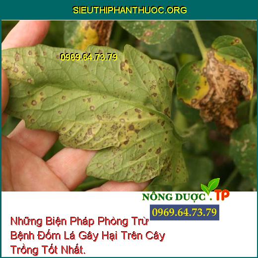 Những Biện Pháp Phòng Trừ Bệnh Đốm Lá Gây Hại Trên Cây Trồng Tốt Nhất.