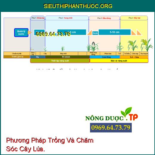 Phương Pháp Trồng Và Chăm Sóc Cây Lúa.