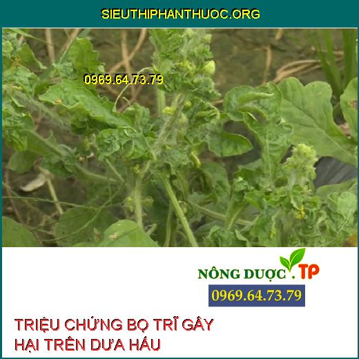 BỌ TRĨ GÂY HẠI DƯA HẤU