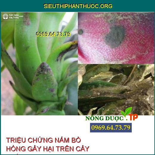 NẤM BỒ HÓNG