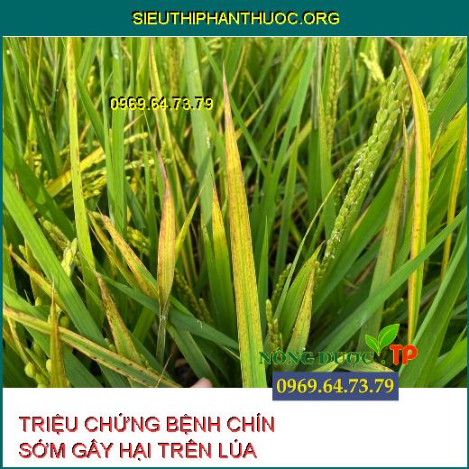 BỆNH CHÍN SỚM