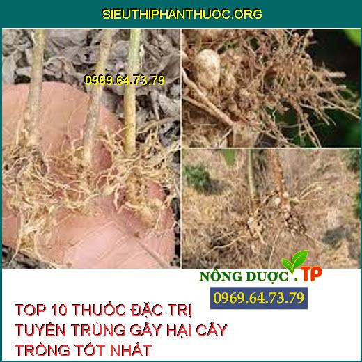 Tuyến Trùng Gây Hại Và Top 10 Thuốc Diệt Trừ Tốt Nhất.