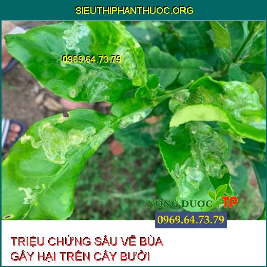 SÂU VẼ BÙA