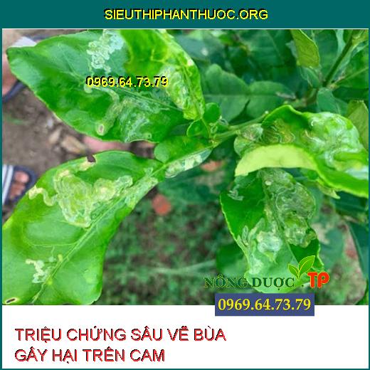 SÂU VẼ BÙA HẠI CAM