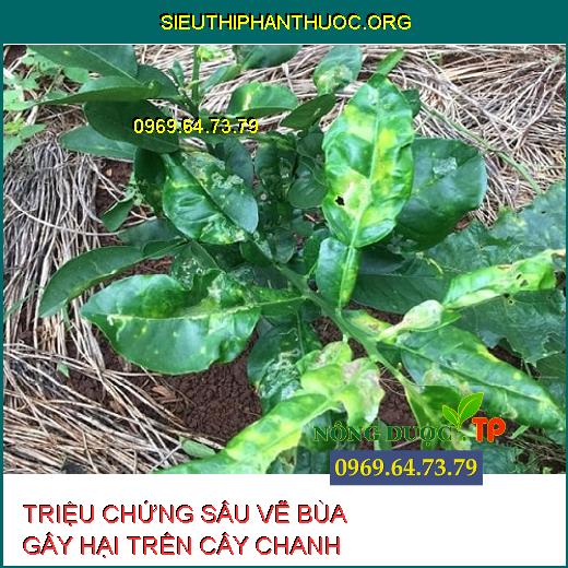 SÂU VẼ BÙA