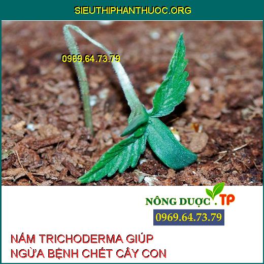 NẤM TRICHODERMAR