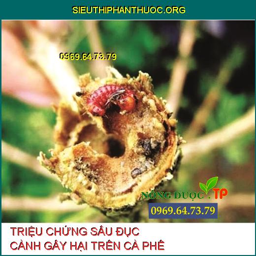 SÂU ĐỤC CÀNH