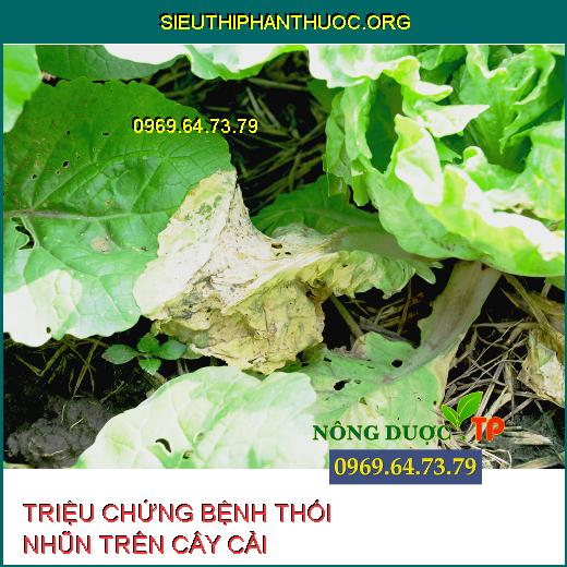 THỐI NHŨN