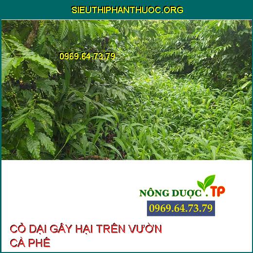 CỎ DẠI TRÊN CÀ PHÊ