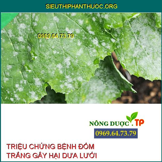 ĐỐM TRẮNG