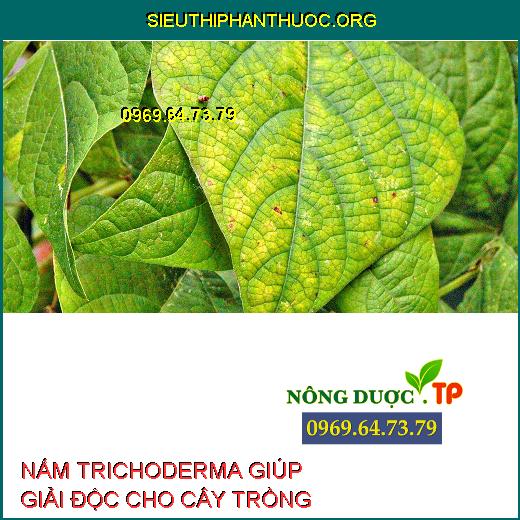 NẤM TRICHODERMAR