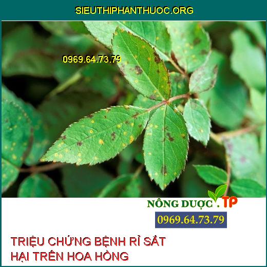 BỆNH RỈ SẮT