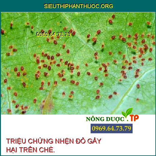 NHỆN ĐỎ HẠI CHÈ