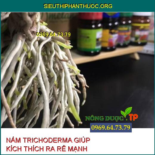 NẤM TRICHODERMAR