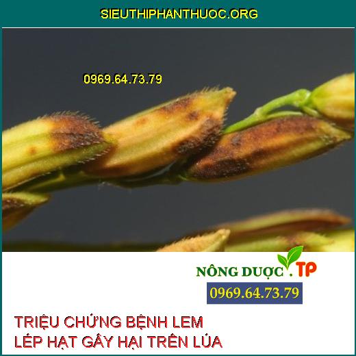 LEM LÉP HẠT