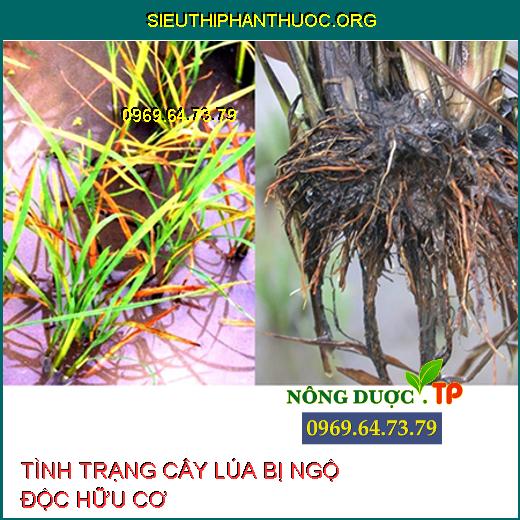 NGỘ ĐỘC HỮU CƠ