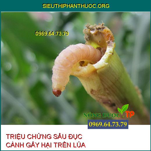 SÂU ĐỤC CÀNH