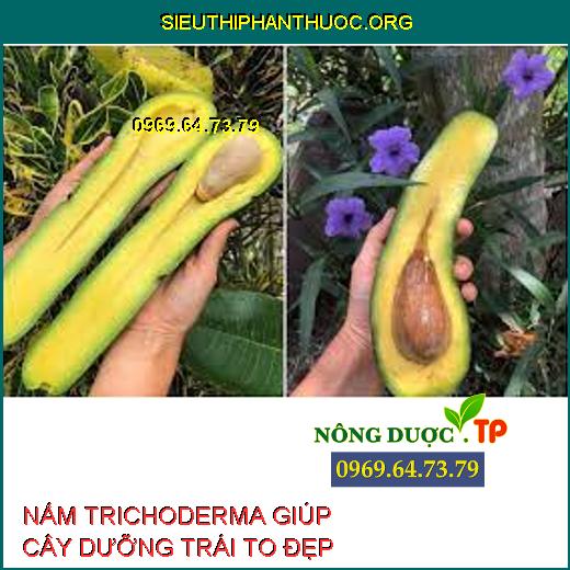 NẤM TRICHODERMA