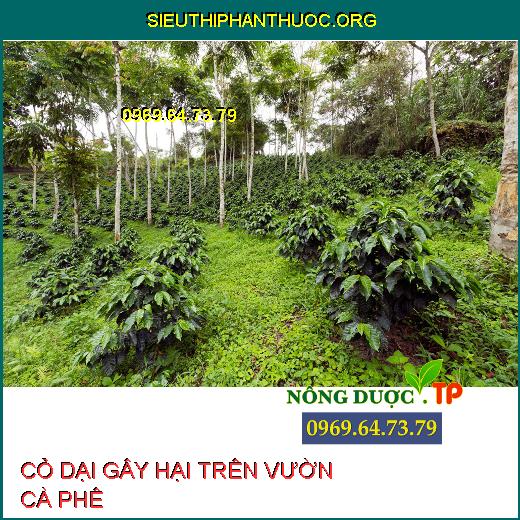 CỎ DẠI TRÊN CÀ PHÊ