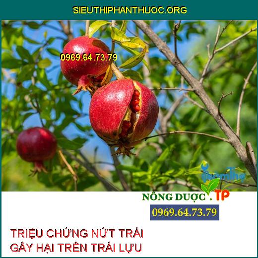 NỨT TRÁI