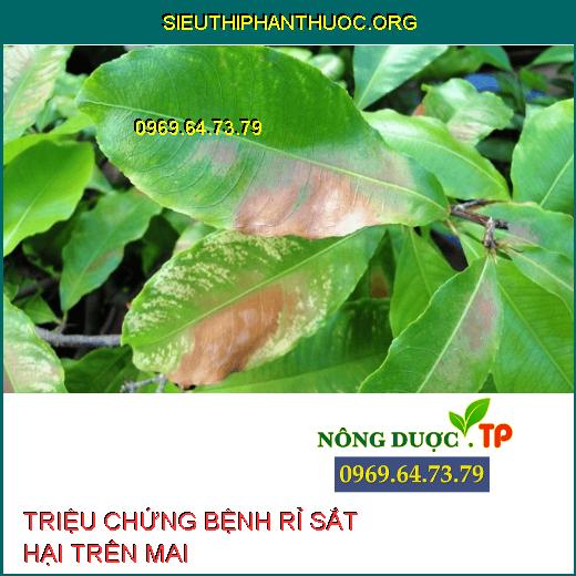 BỆNH RỈ SẮT