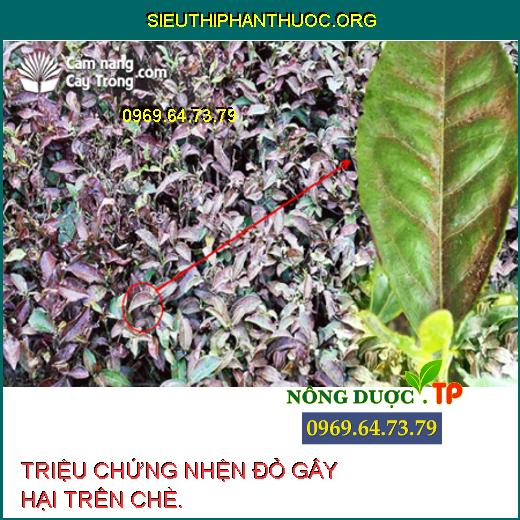 NHỆN ĐỎ HẠI CHÈ