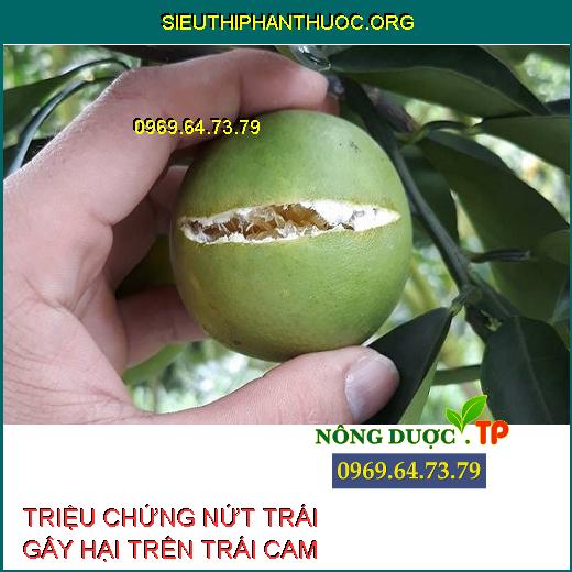 NỨT TRÁI