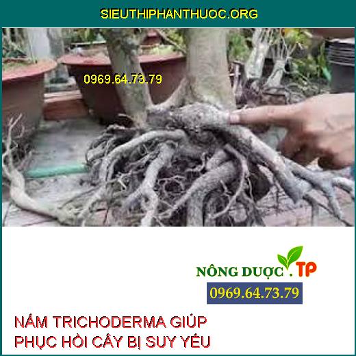 NẤM TRICHODERMA