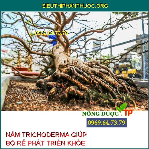 NẤM TRICHODERMA