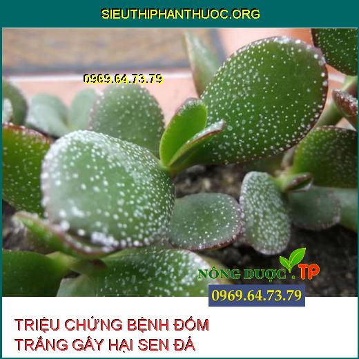 ĐỐM TRẮNG