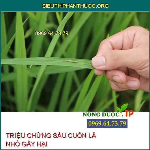 SÂU CUỐN LÁ NHỎ