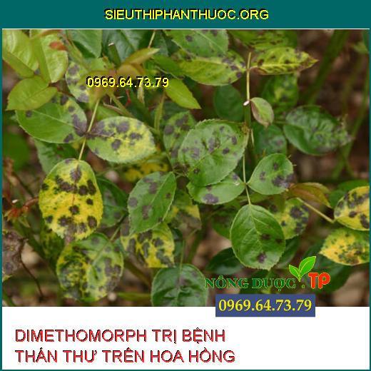 DIMETHOMORPH