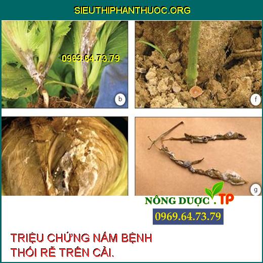 NẤM BỆNH