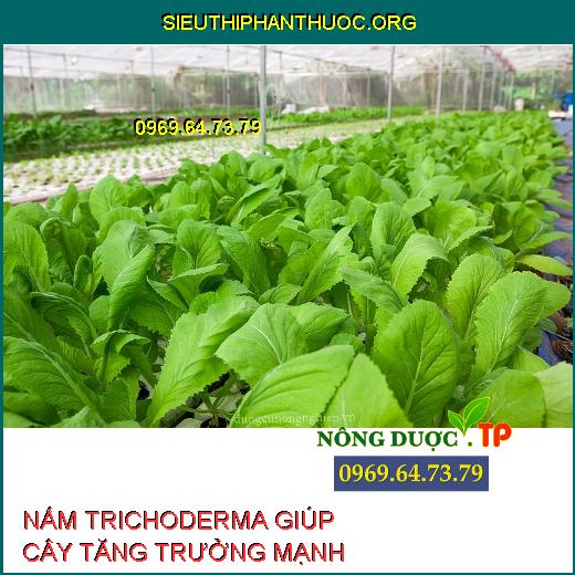 NẤM TRICHODERMA