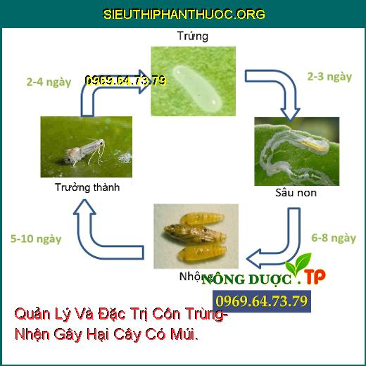 Quản Lý Và Đặc Trị Côn Trùng- Nhện Gây Hại Cây Có Múi.