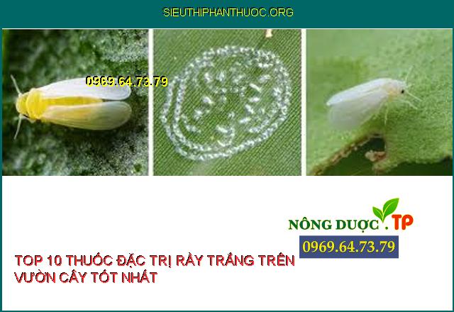 Rầy Trắng Gây Hại Và Top 10 Thuốc Diệt Trừ Tốt Nhất. - SIÊU THỊ PHÂN THUỐC