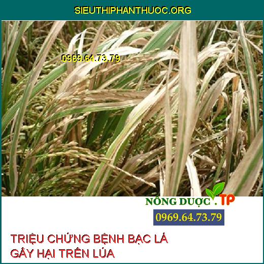 BỆNH BẠC LÁ