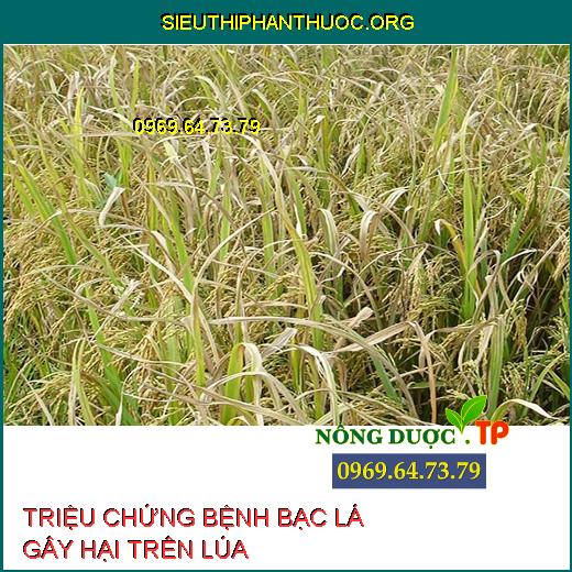 BỆNH BẠC LÁ