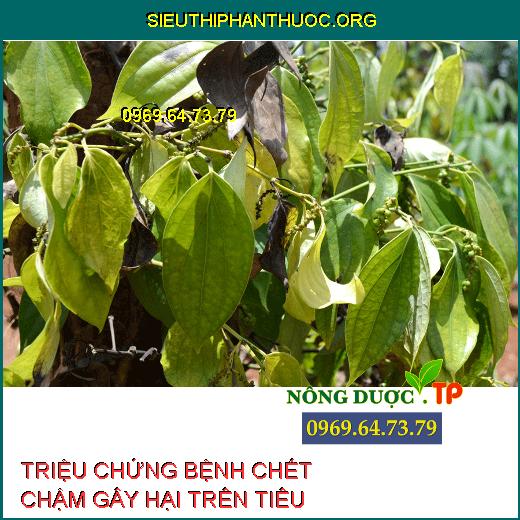 BỆNH CHẾT CHẬM