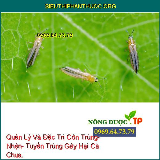 Quản Lý Và Đặc Trị Côn Trùng- Nhện- Tuyến Trùng Gây Hại Cà Chua.