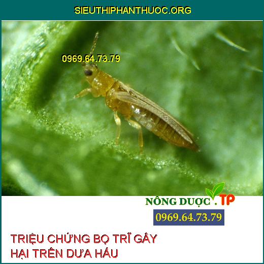 BỌ TRĨ GÂY HẠI DƯA HẤU