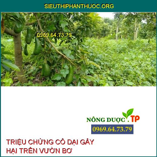 CỎ DẠI